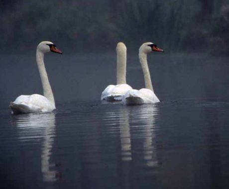 cygnes.jpg cygnes.jpg