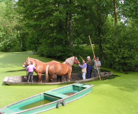 transport de chevaux en barque.jpg transport de chevaux en barque.jpg
