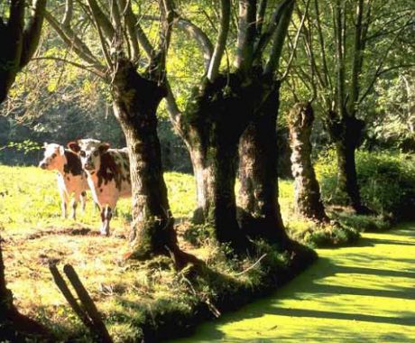 vaches.jpg vaches.jpg